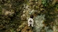 White Micrathena (Micrathena mitrata) Spider 2 HD Footage