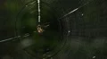 White Micrathena (Micrathena mitrata) Spider 5 HD Footage
