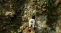White Micrathena (Micrathena mitrata) Spider 3 HD Footage