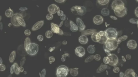 White microbes walking Stock Footage 55029760