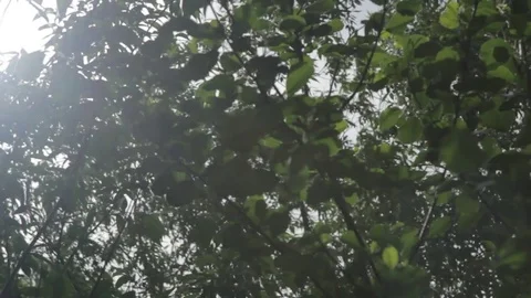 White midday sun seen through green foliage Stock Footage 84473646