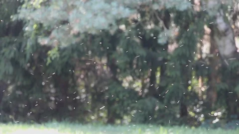 White midges fly randomly by background of the forest. Stock Footage 96215259