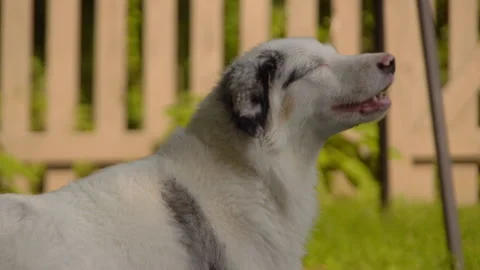 White Mini Australian Shepherd Dog Barking in Suburban Backyard Stock Footage 210949381