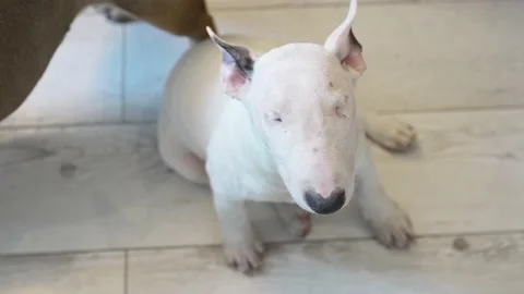 a white mini bull terrier and english Stock Video Pond5