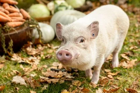 A white mini pig sits in a wicker basket. Autumn photo Stock Photos