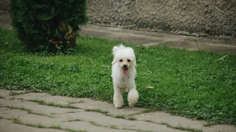 White mini poodle Dog hops joyfully on grassland. Stock Footage 103704580
