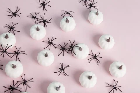 White mini pumpkins aligned symmetrically in the middle of a spider infestati Stock Photos