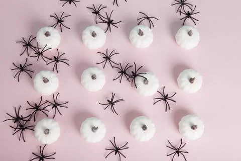 White mini pumpkins aligned symmetrically in the middle of a spider infestati Stock Photos