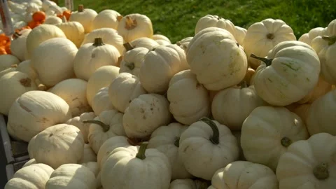 White Mini Pumpkins for Autumn Decoration Stock Footage 325527976