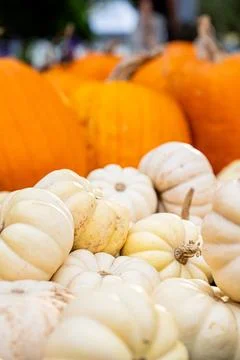 White Mini Pumpkins with Orange Pumpkins in Soft Focus Stock Photos