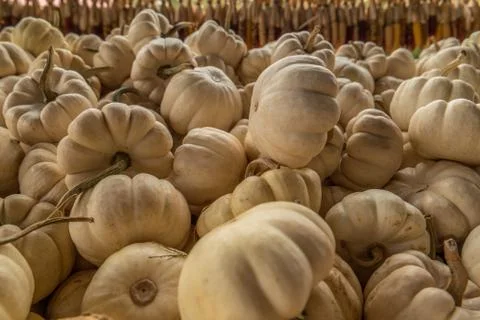 White mini pumpkins Stock Photos