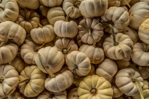 White mini pumpkins in a pile Foto stock