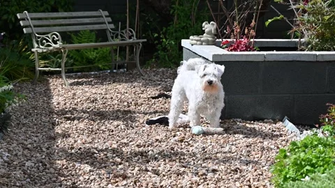 White Mini Schnauzer dog is playing with toys in sunlit garden. Video stock 285548024
