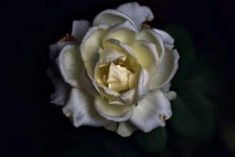 White miniature rose in bloom seen up close Stock Photos