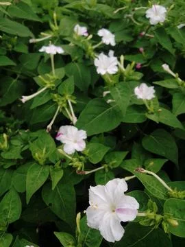 White mirabilis Foto stock