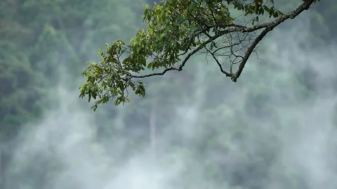 White mist is drifting in the direction of the wind. Stock Footage 320106636