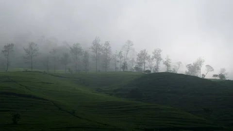 White mist moved slowly over the tea plantation Stock-Footage 280375193