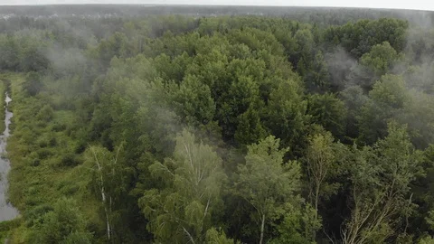 A white mist, like smoke, that floats over a thick, green forest. Rain over the Vídeo Stock 121906720