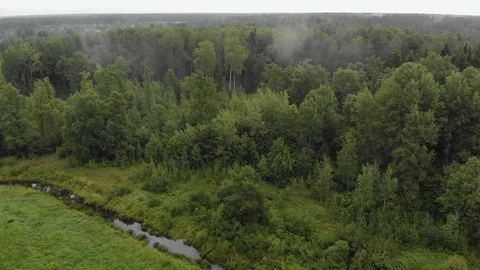 A white mist, like smoke, that floats over a thick, green forest. Rain over the Stock Footage 122381891