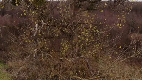 White mistletoe on willow tree. The plant is a parasite. Stock Footage 154325022