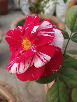A White Mix Red Rose Stock Photos