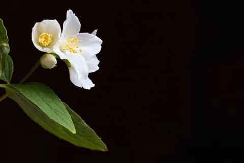 White mock orange blossoms featuring delicate four-parted petals and golden.. 스톡 사진