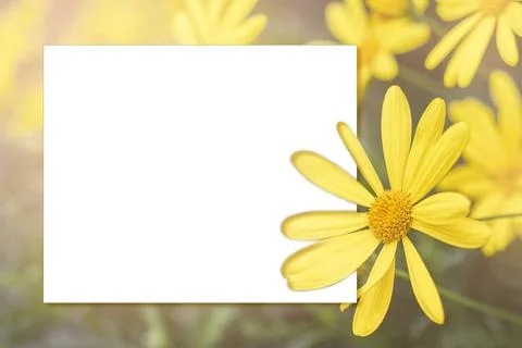 White mock up on spring background with beautiful yellow big flowers Stock Photos