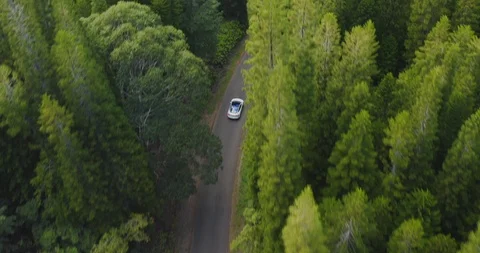 White modern car driving in the forest Stock Footage 119007237