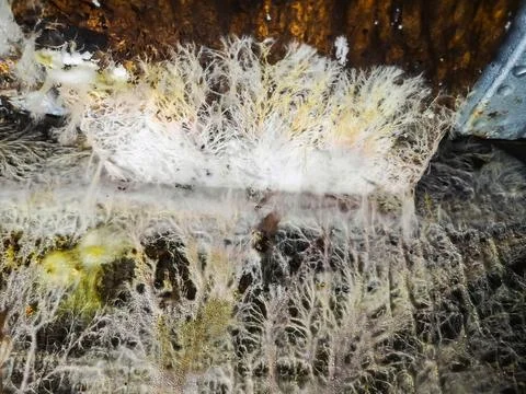 White mold close-up on a tree in an old basement Stock Photos