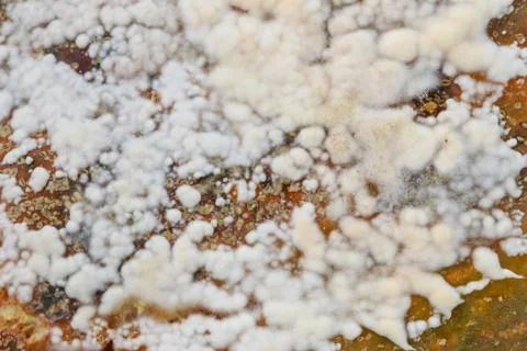 The white mold Stockfoto's