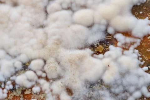 The white mold Photos