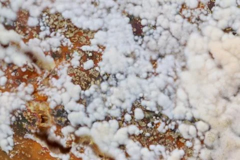 The white mold Stockfoto's