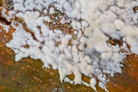 The white mold 库存照片