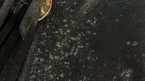 White mold on the surface of a leather accessory Fotos de archivo