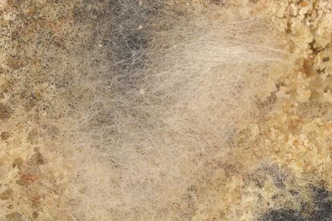 White mold texture on bread close up Stock Photos