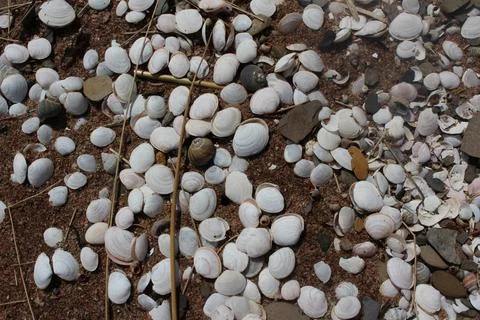 White Mollusk shells on a sandy beach in New Brunswick Stock Photos