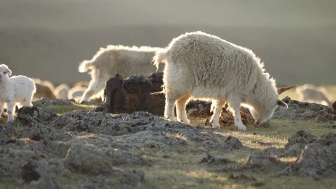 A white Mongolian goats eats grass in the pasture Stock Footage 254330579