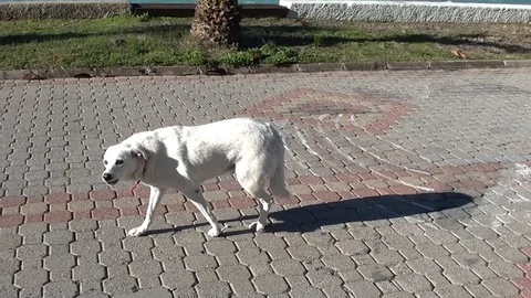 White mongrel dog barks on camera Stock Footage 99768209