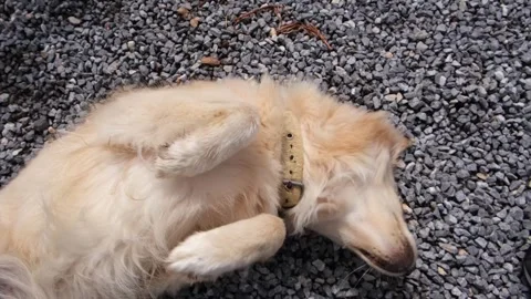 White mongrel dog lying on its back Stock Footage 242834536
