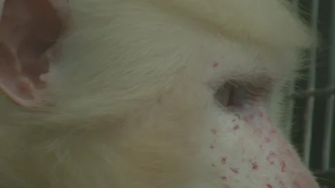 White monkey 2 Stock Footage 233539697