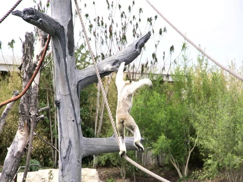 White monkey hanging around Stock Footage