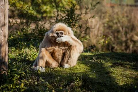 White Monkey Resting on the Grass Stock Photos
