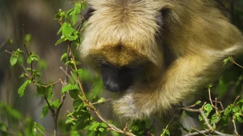 A white monkey sitting and eating Stock Footage 269701678