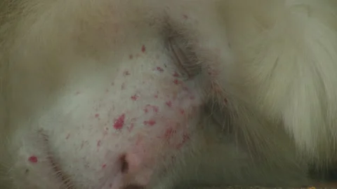 White monkey is sleeping 1 Stock Footage 233518419