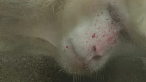 White monkey is sleeping Stock Footage 233518955