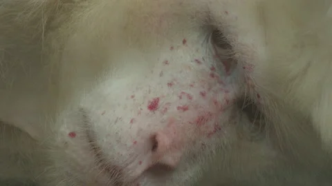 White monkey1 Stock Footage 233518546