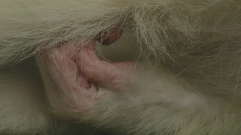 White monkeys hand 1 Stock Footage 233518294