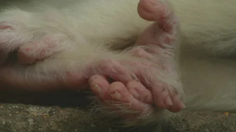 White monkeys hand Stock Footage 233517535