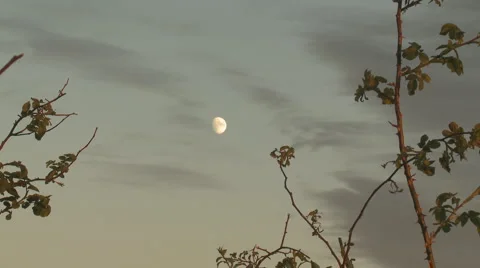 White moon through tree Vídeo Stock 3748121