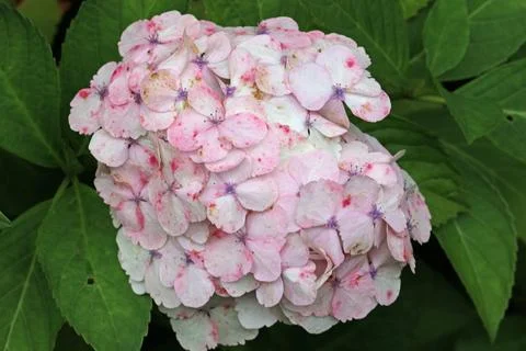 White mophead Hydrangea flowers in close up Stock Photos